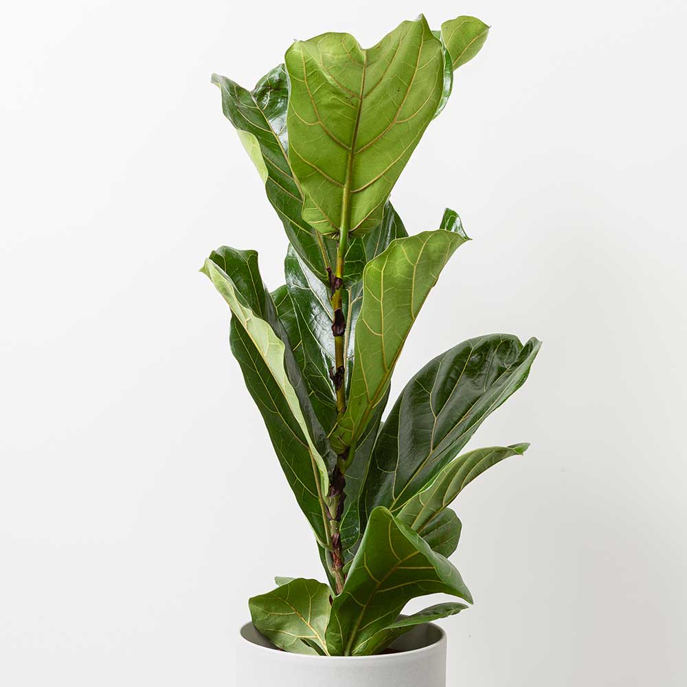 100 - 120cm Ficus Lyrata Fiddle Leaf Fig 21cm Pot House Plant House Plant