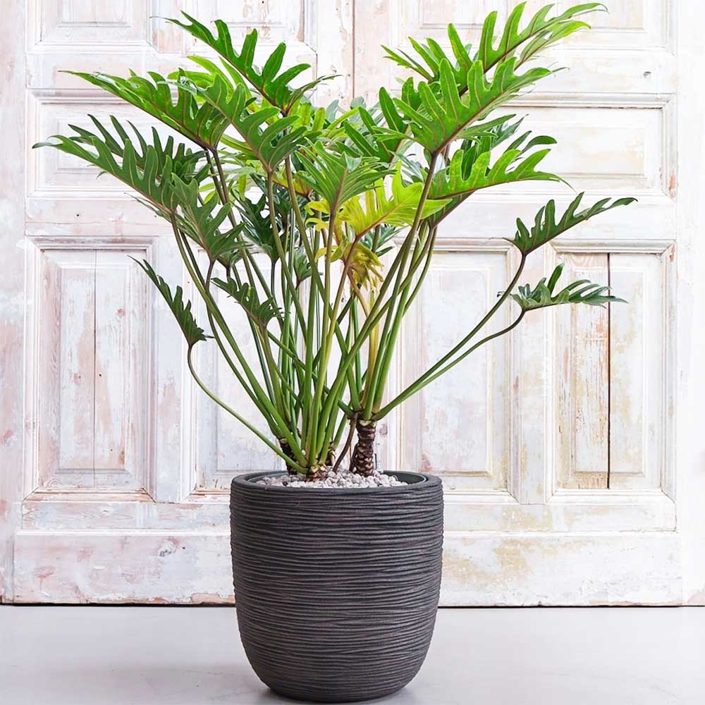 120 - 140cm Philodendron Xanadu 27cm Pot House Plants