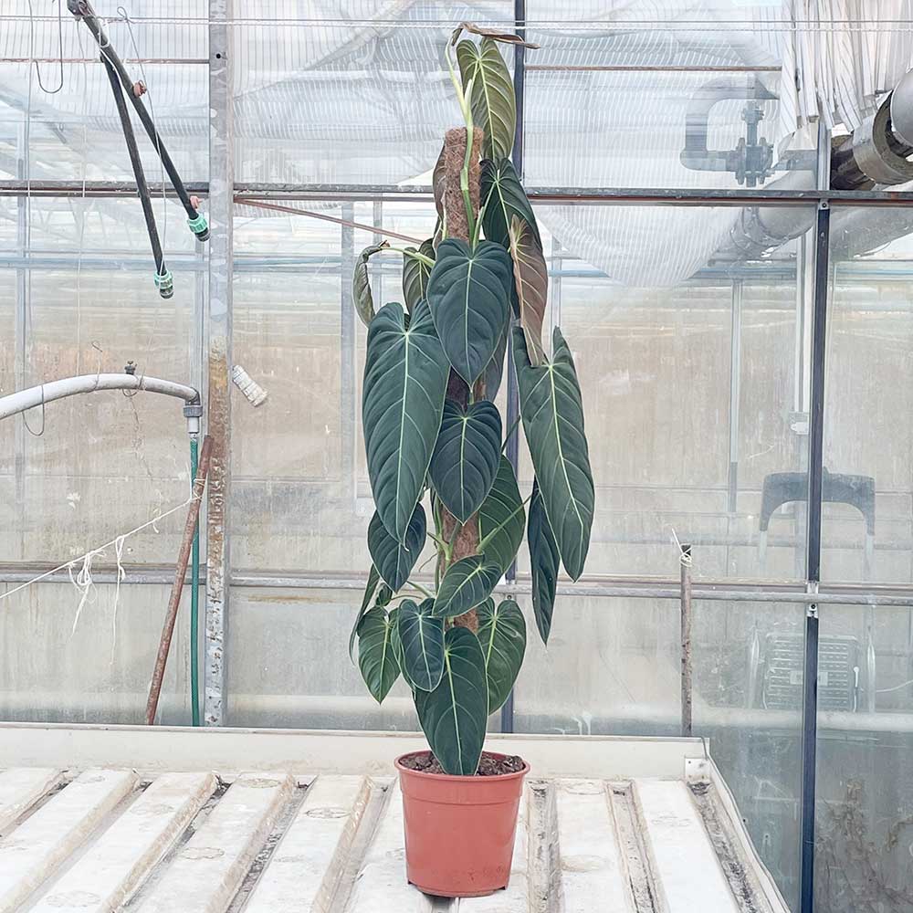 140 - 150cm Philodendron Melanochrysum 27cm Pot House Plants