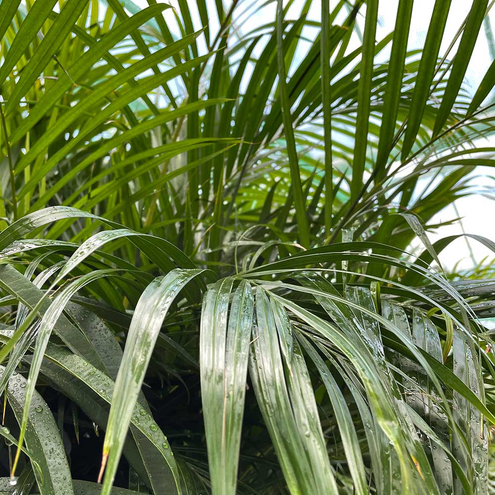 140 - 160cm Areca Palm Dypsis Lutescens 24cm Pot House Plant House Plant