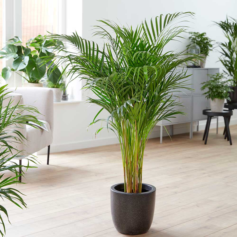 140 - 160cm Areca Palm Dypsis Lutescens 24cm Pot House Plants
