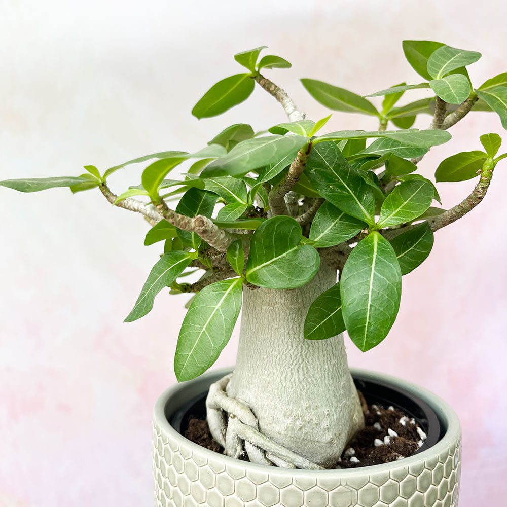 Houseplant Trends 2021: Desert Rose (Adenium Obesum) Crucial Care Tips and  More! #DesertRose 