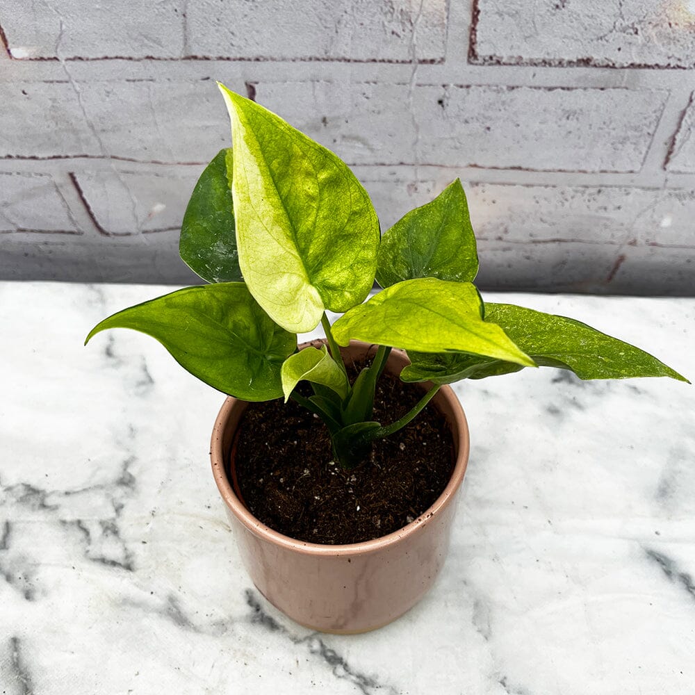 15 - 20cm Variegated Alocasia Cucullata in 9cm Pot House Plant
