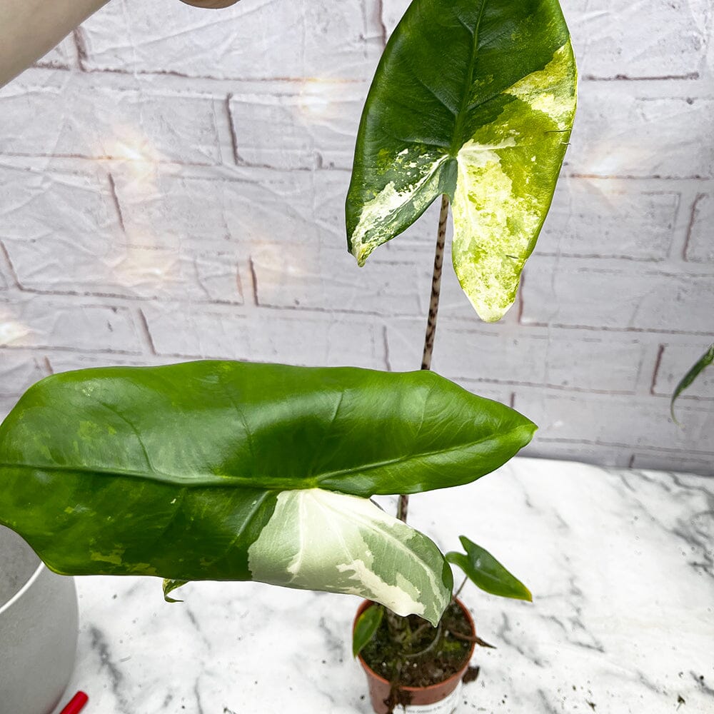 15 - 20cm Variegated Alocasia Zebrina in 9cm Pot House Plant