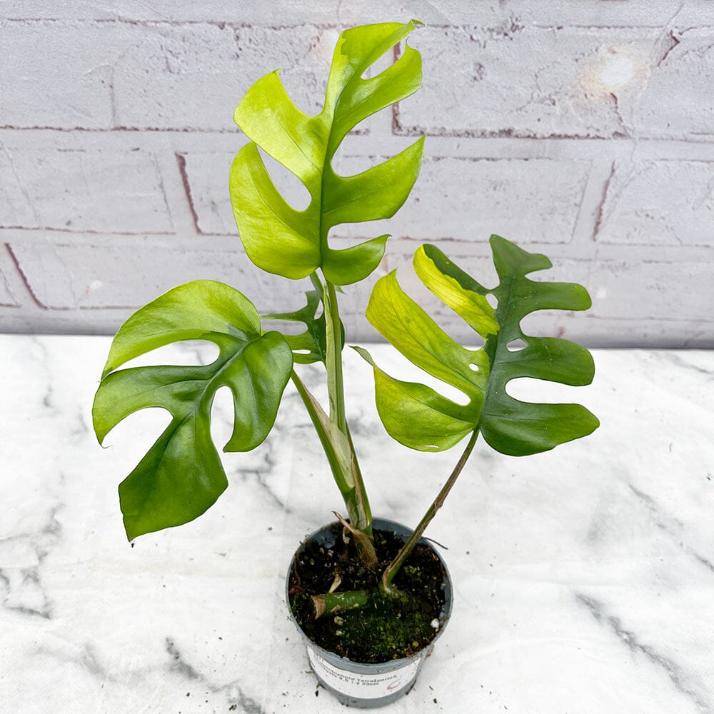 15 - 25cm Aurea Rhaphidophora Tetrasperma in 9cm Pot House Plant