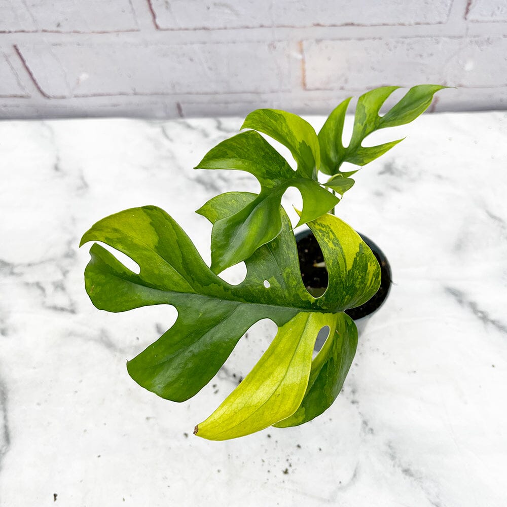15 - 25cm Aurea Rhaphidophora Tetrasperma in 9cm Pot House Plant