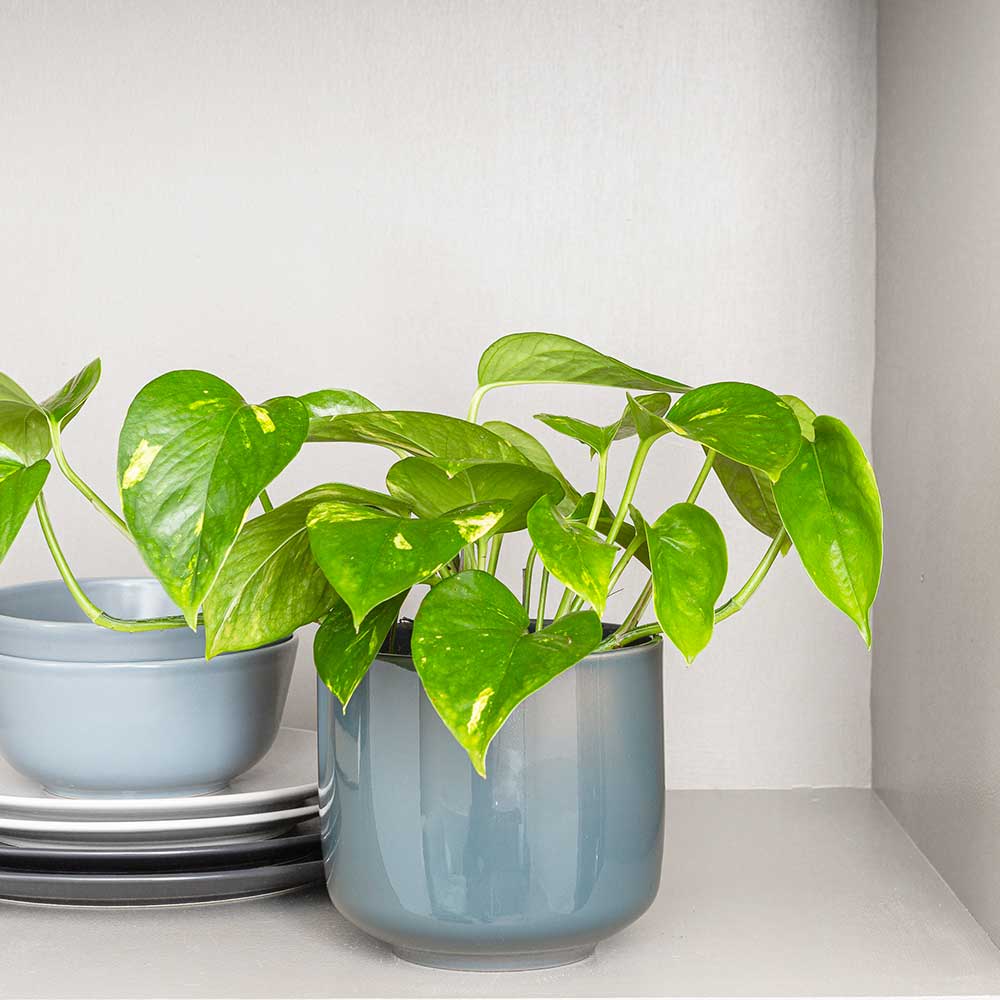 15 - 25cm Aureum Pothos Epipremnum 13cm Pot House Plants