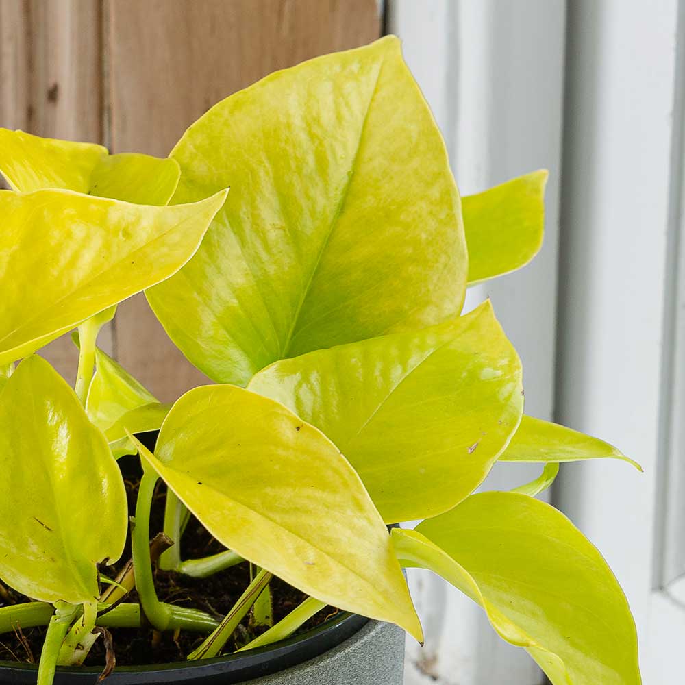 15 - 25cm Epipremnum Golden Pothos 13cm Pot House Plant House Plant