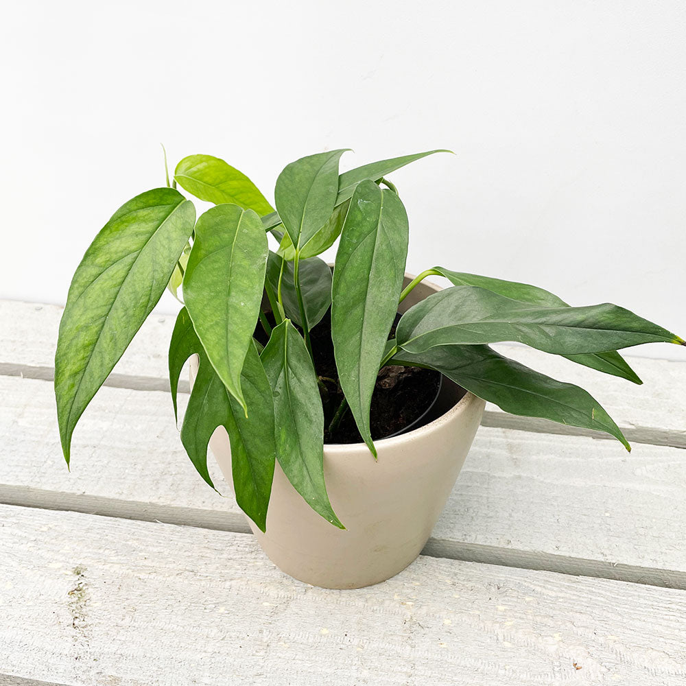 15 - 25cm Epipremnum Pinnatum Pothos 12cm Pot House Plant House Plant