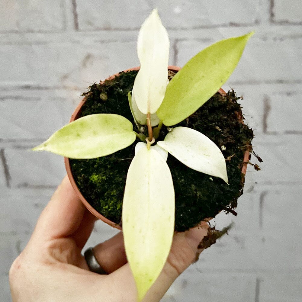 15 - 30cm Philodendron Snowdrift 9cm Pot House Plant