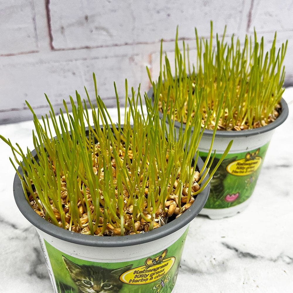 (2 Pack) Kitty Grass Triticum Aestivum Cat Grass 12cm Pots House Plant