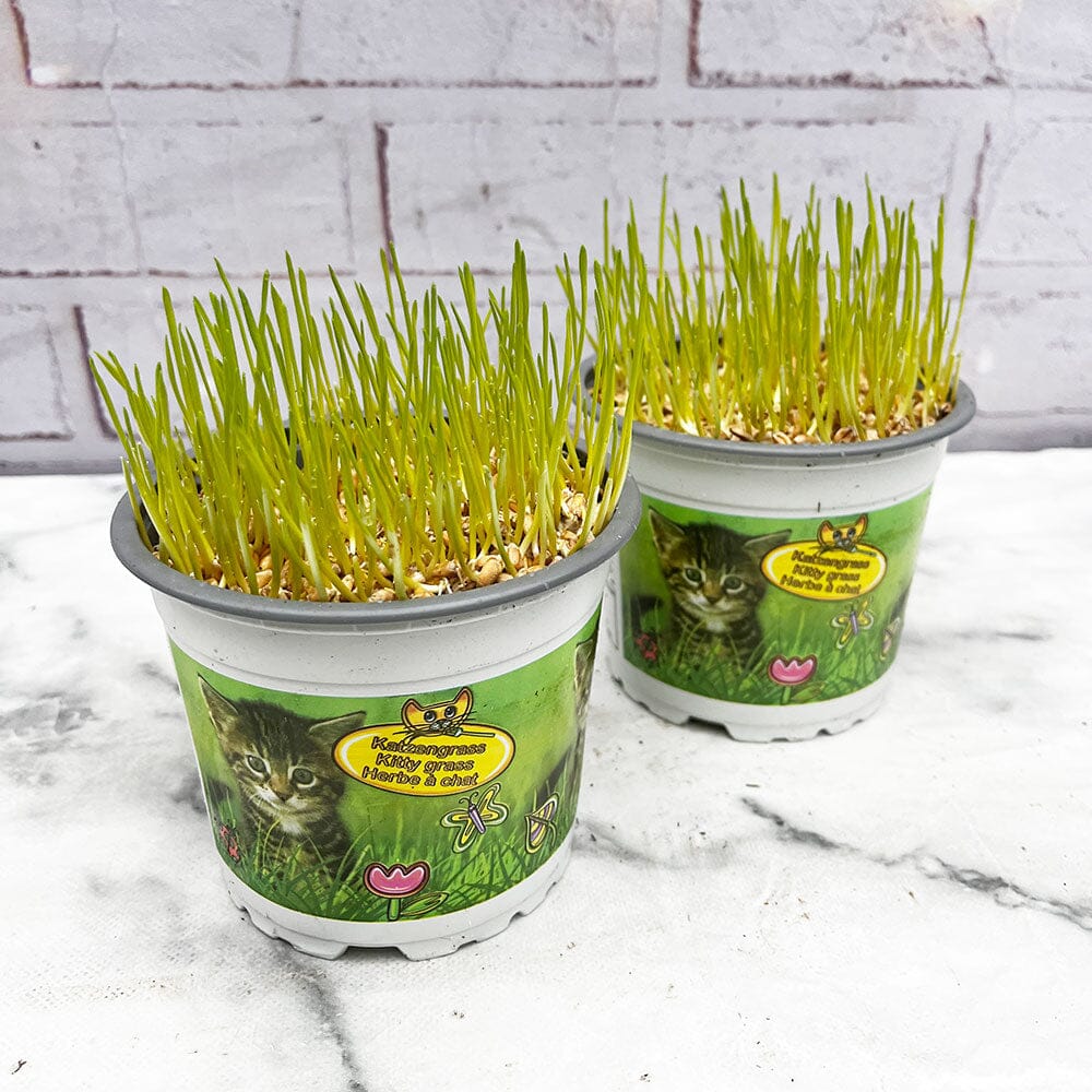 (2 Pack) Kitty Grass Triticum Aestivum Cat Grass 12cm Pots House Plant