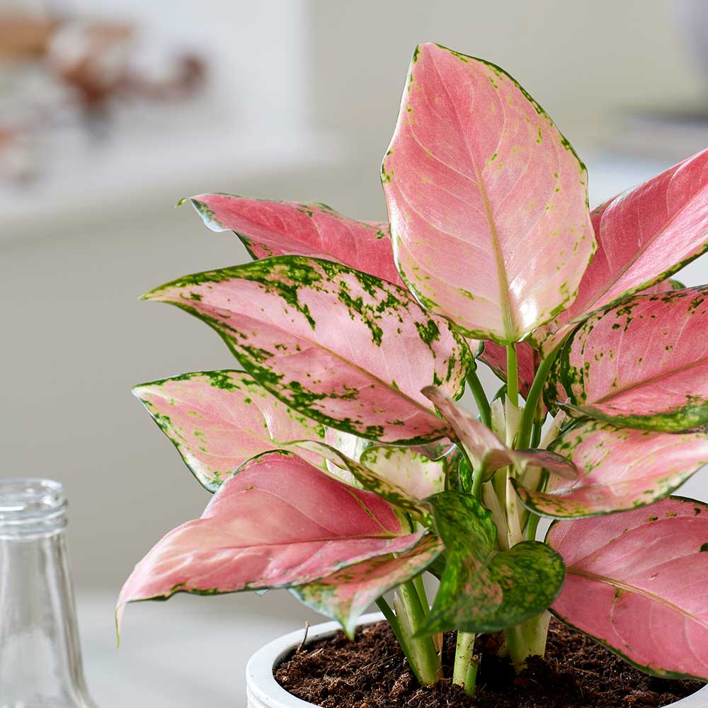 20 - 30cm Aglaonema Pink Star Chinese Evergreen 12cm Pot House Plant House Plant