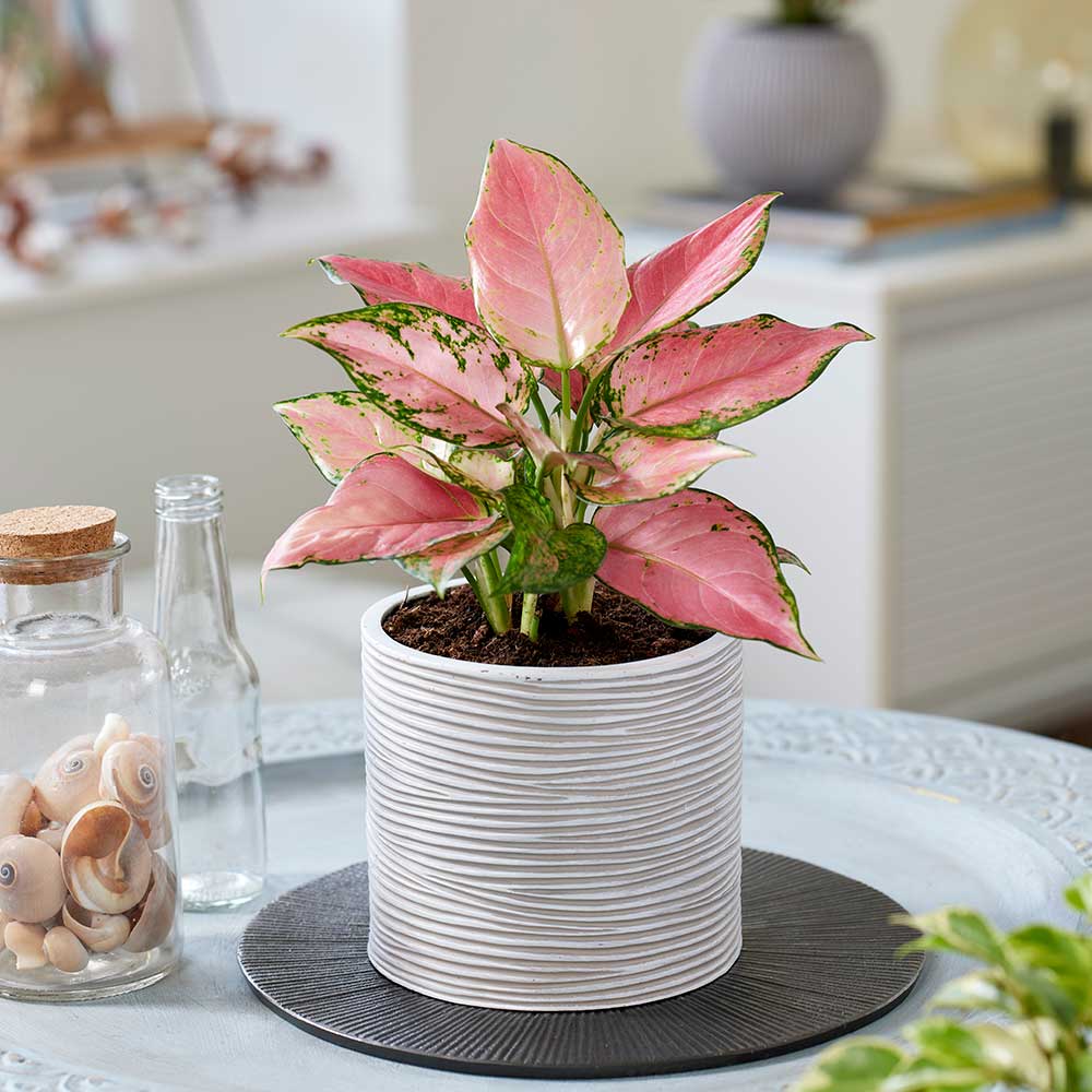30 - 45cm Aglaonema Pink Star Chinese Evergreen 12cm Pot House Plant – Lazy  Flora