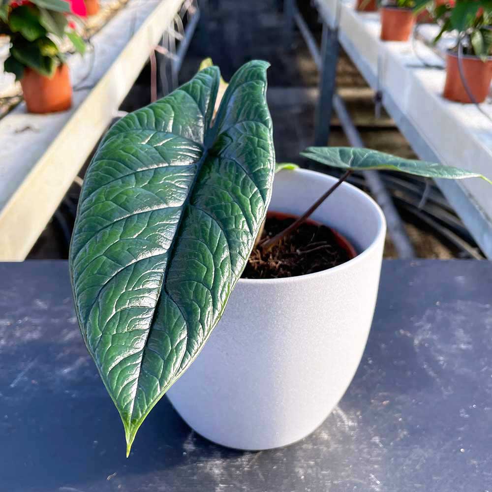 20 - 30cm Alocasia Scalprum Elephant Ear 14cm Pot House Plant House Plant