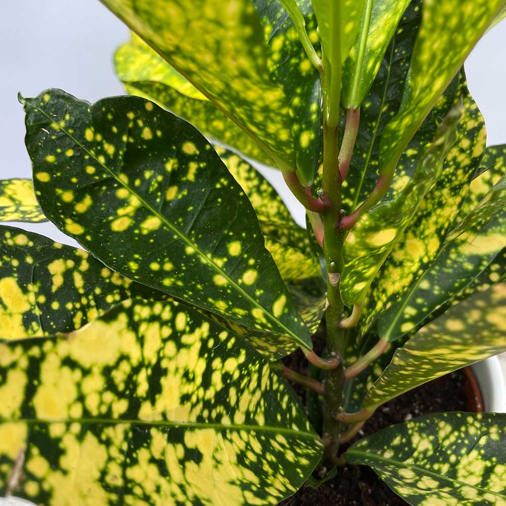 20 - 30cm Croton Gold Sun Codiaeum 13cm Pot House Plant House Plant