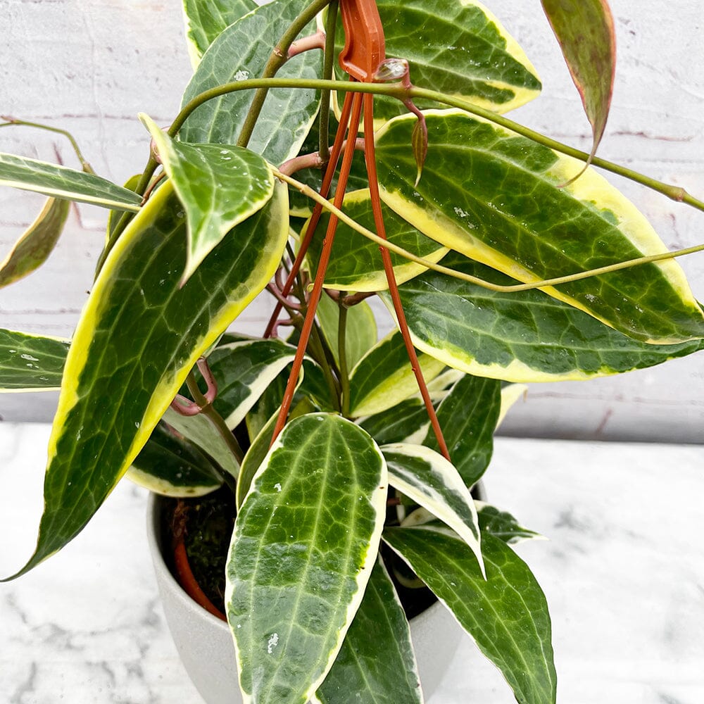 20 - 30cm Hoya Macrophylla Variegated Wax Plant in Hanging 14cm Pot House Plant