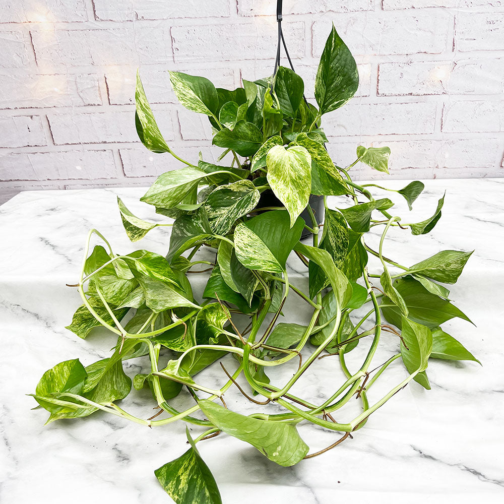 Variegated House Plants – Lazy Flora