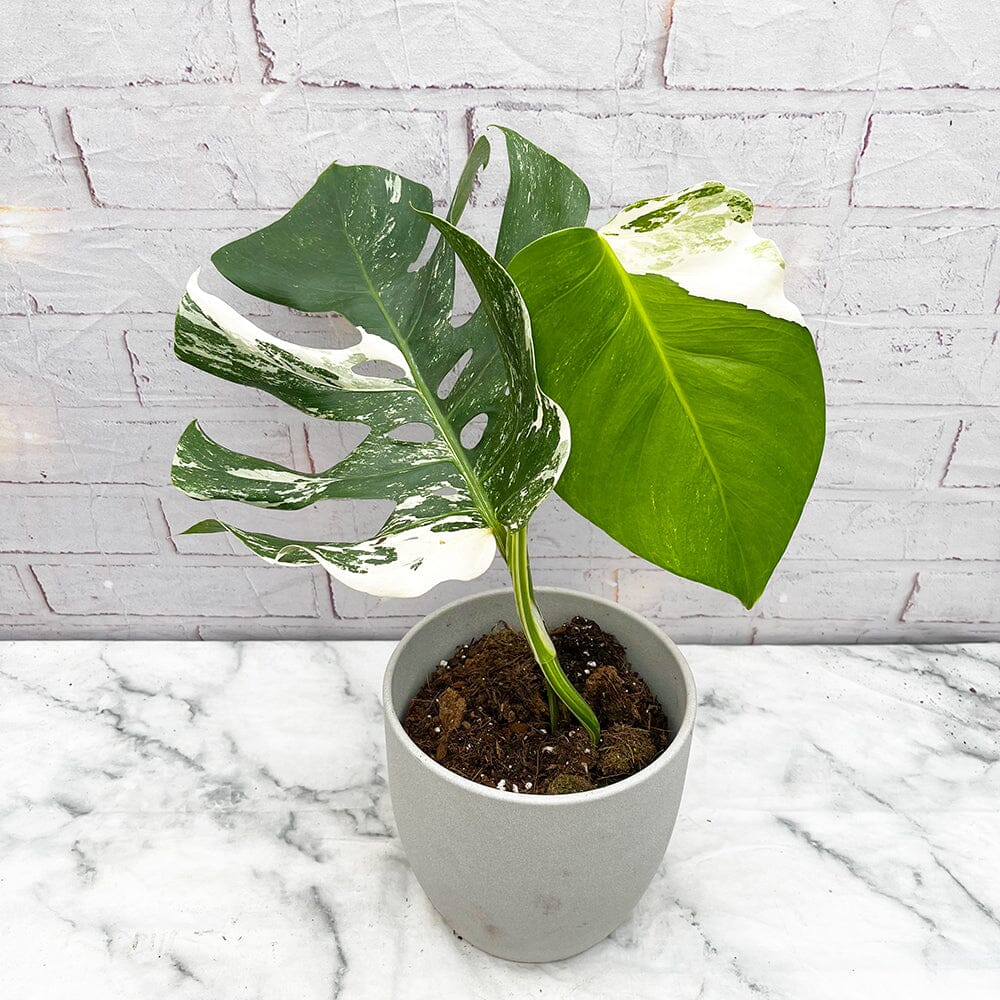 Monstera Deliciosa Variegata, House Plants