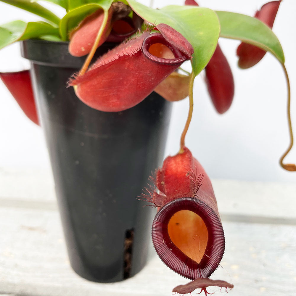 20 - 30cm Nepenthes Diana In Tall 13cm Pot Monkey Jars House Plant House Plant