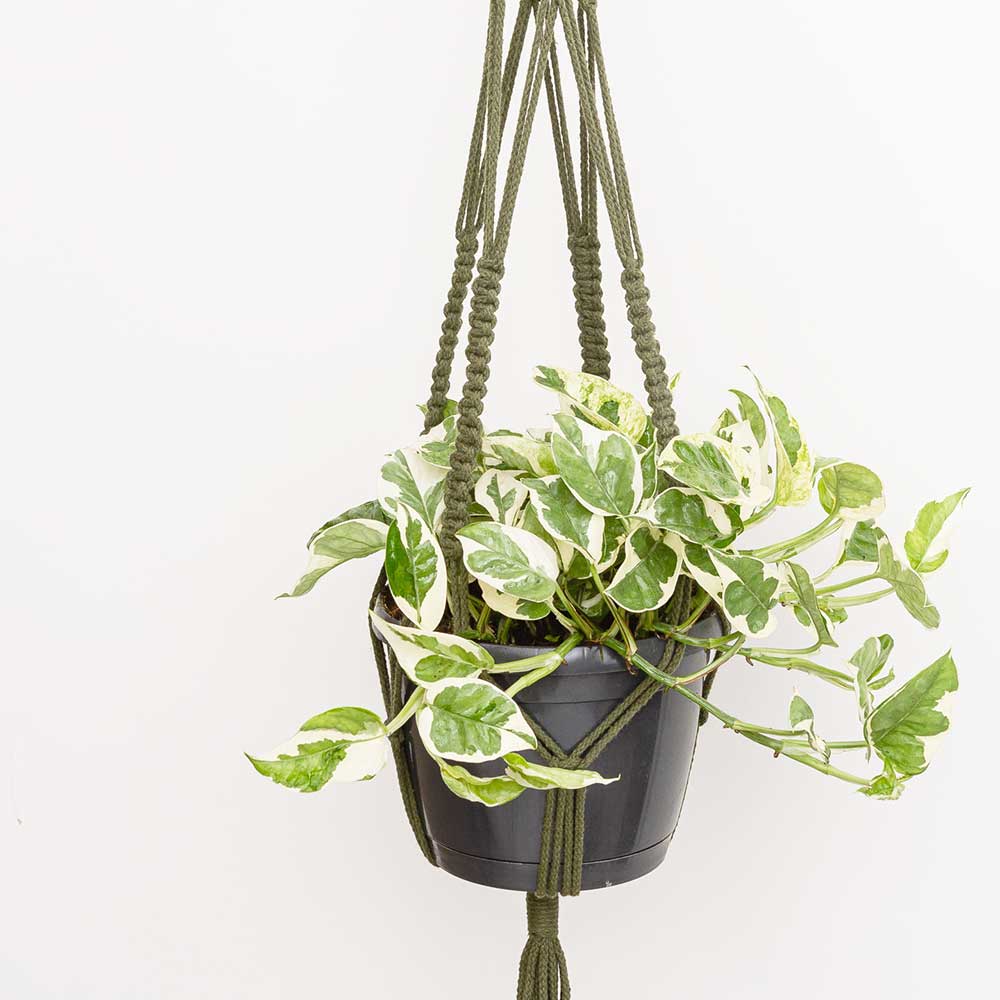 20 - 30cm Njoy Pothos in Hanging Pot Epipremnum 17cm Pot House Plants