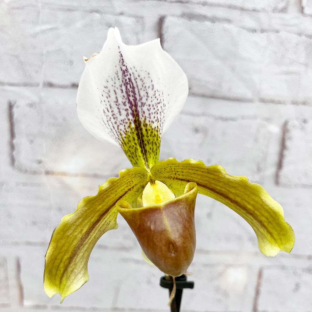 20 - 30cm Paphiopedilum Amerikanos Orchid 9cm Pot House Plant House Plant