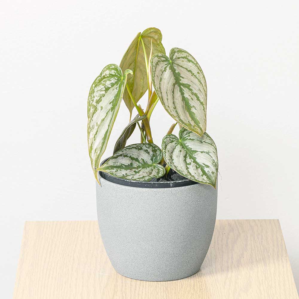 20 - 30cm Philodendron Brandtianum 12cm Pot House Plants