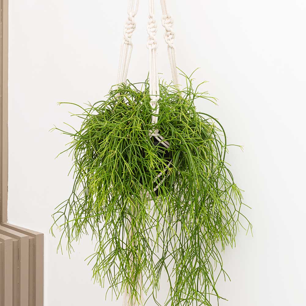 20 - 30cm Rhipsalis Baccifera in Hanging Pot 14cm Pot House Plants