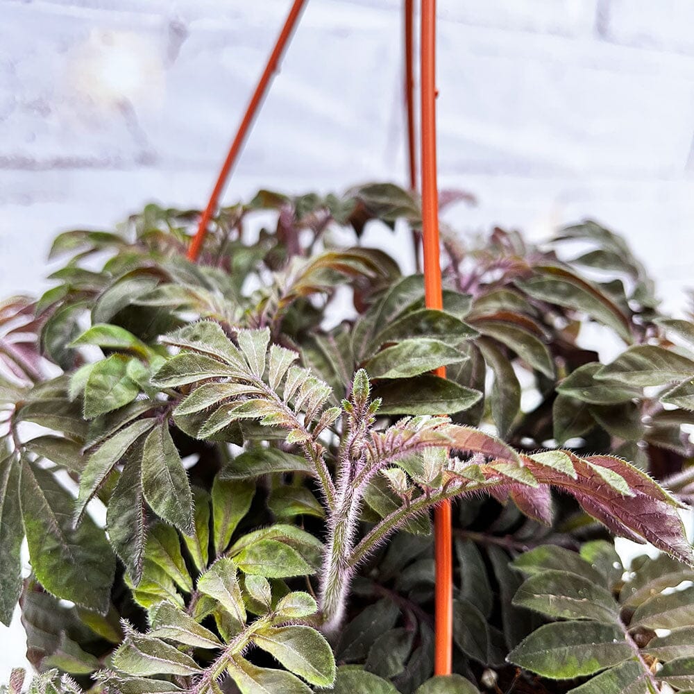 20 - 30cm Solanum Uleanum Purple in Hanging 14cm Pot House Plant House Plant