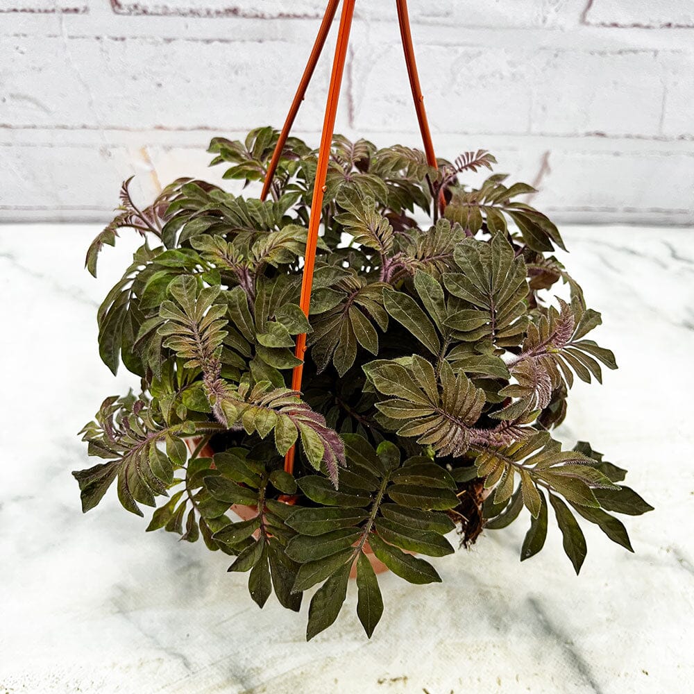 20 - 30cm Solanum Uleanum Purple in Hanging 14cm Pot House Plant House Plant