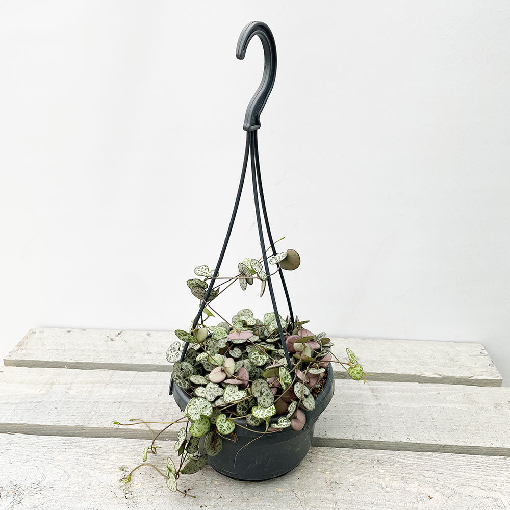 20 - 30cm String of Hearts Ceropegia Woodii in 14cm Hanging Pot Potted Houseplants