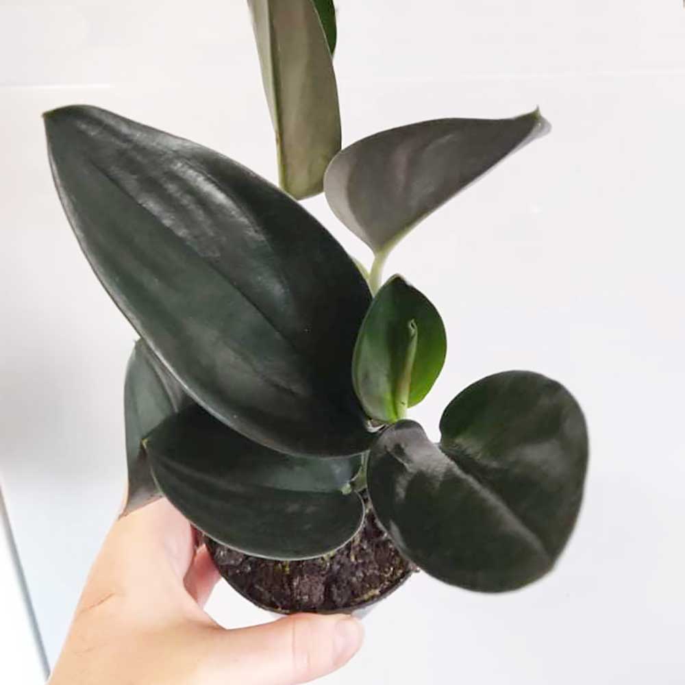 20 - 30cm Treubii Dark Form Pothos Epipremnum 12cm Pot House Plants