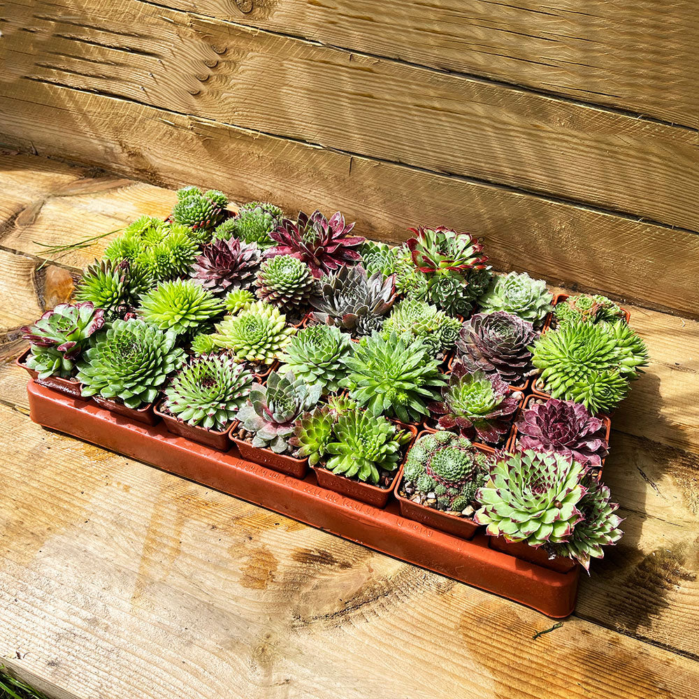 20 Premium Succulents Peat Free British Grown Indoor & Outdoor Plants
