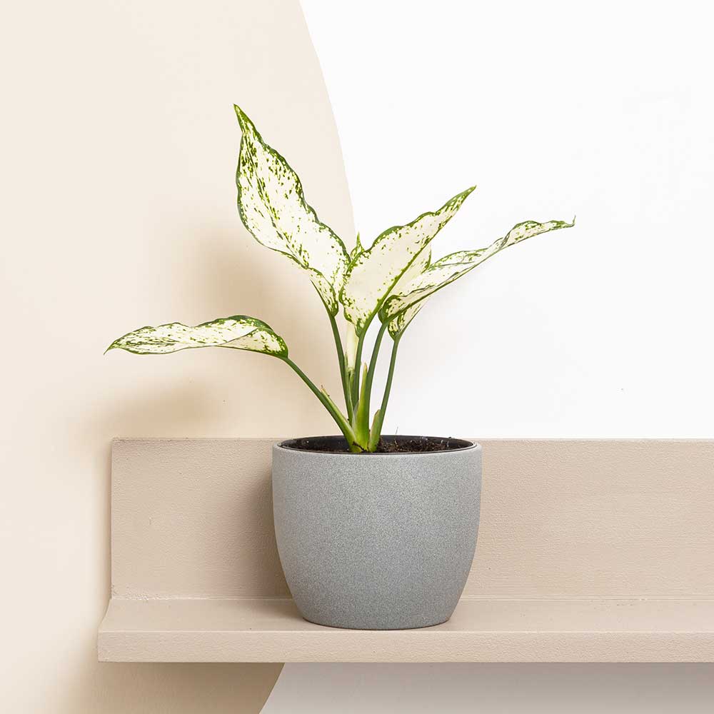 25 - 35cm Aglaonema White Chinese Evergreen 12cm Pot House Plants