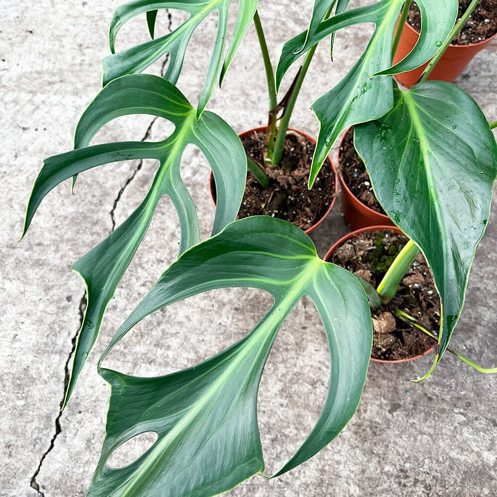 25 - 35cm Burle Marx Flame (4 Leaves) Monstera House Plant 15cm Pot House Plant