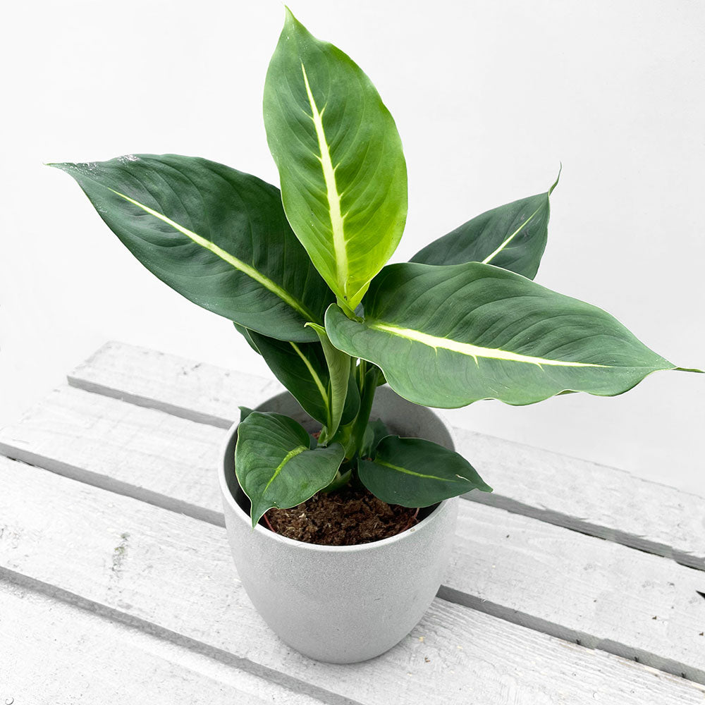 Dieffenbachia 2024 green magic