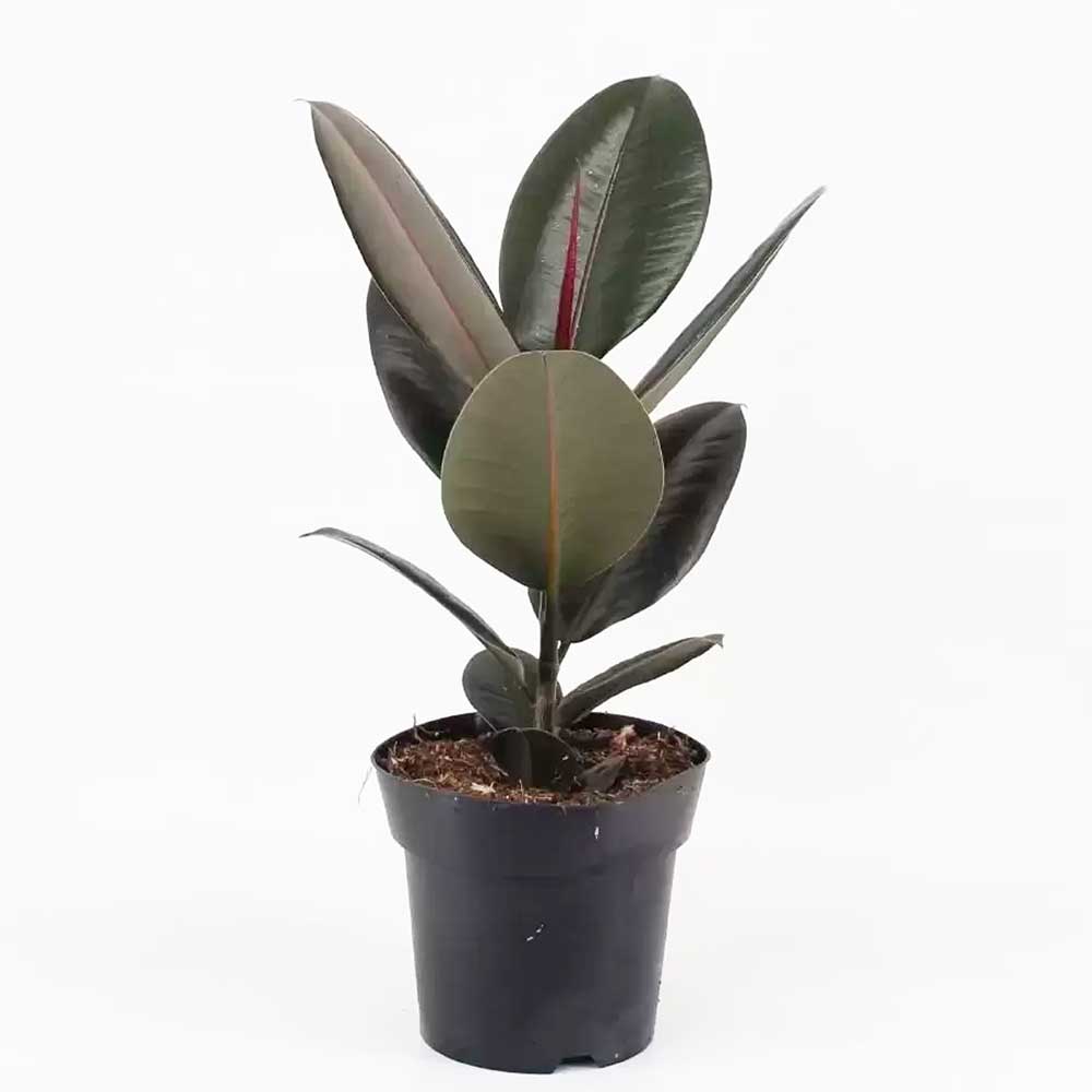 Rubber Plant  Best Price in 2024 at Plantparadise