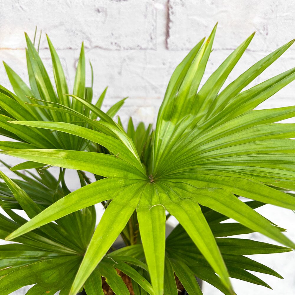 25 - 35cm Livistona Rotundifolia Palm 15cm Pot House Plant House Plant