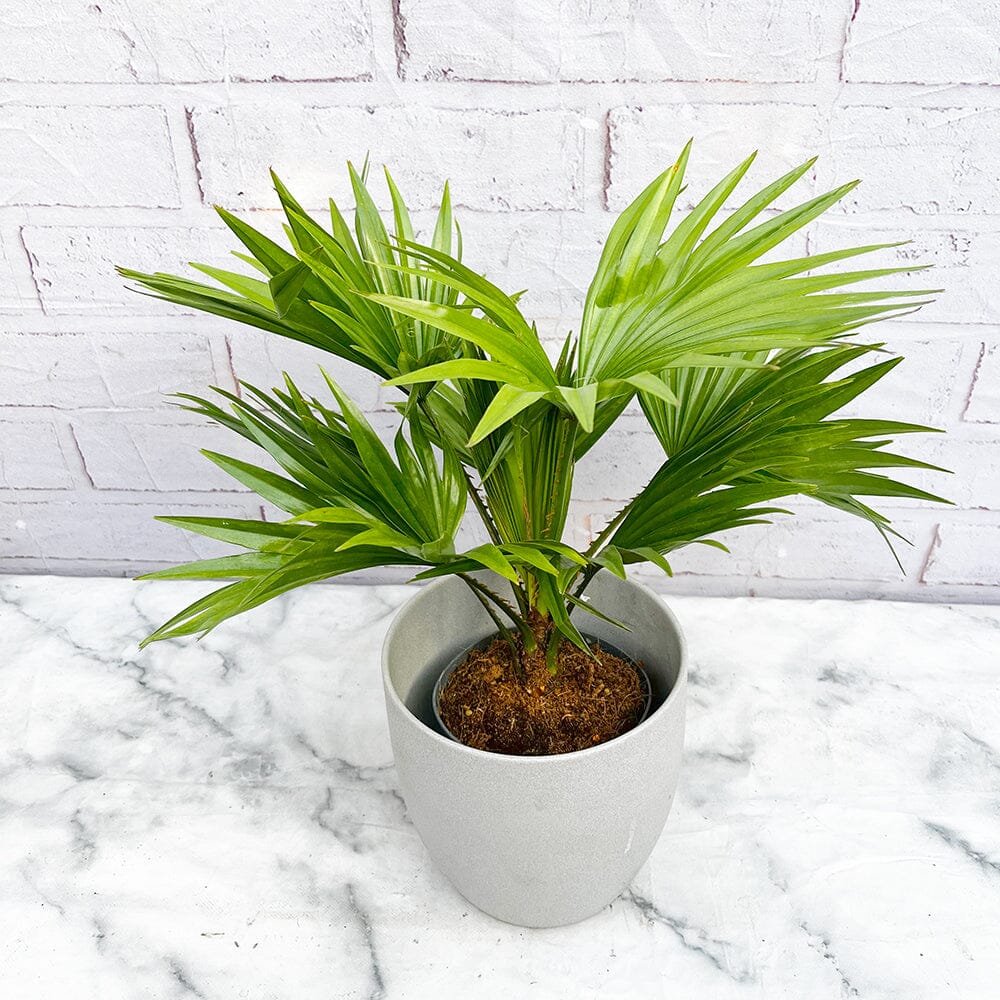 25 - 35cm Livistona Rotundifolia Palm 15cm Pot House Plant House Plant