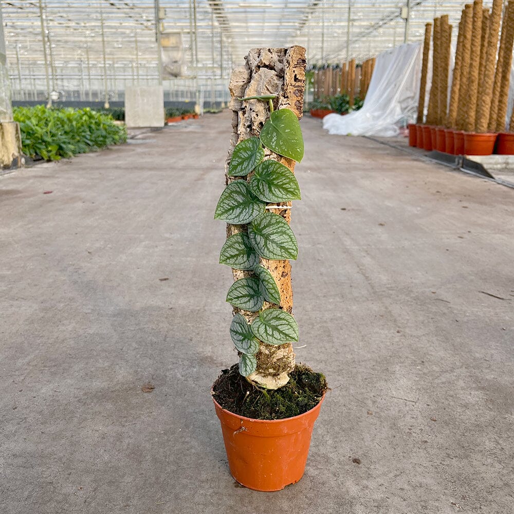 25 - 35cm Monstera Dubia on Cork 14cm Pot House Plant House Plant