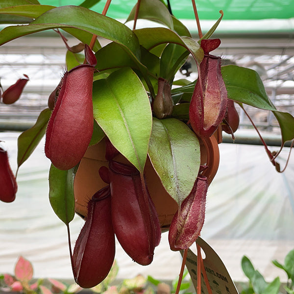 25 - 35cm Nepenthes Bloody Mary in Hanging Pot Monkey Jars 14cm Pot House Plant House Plant