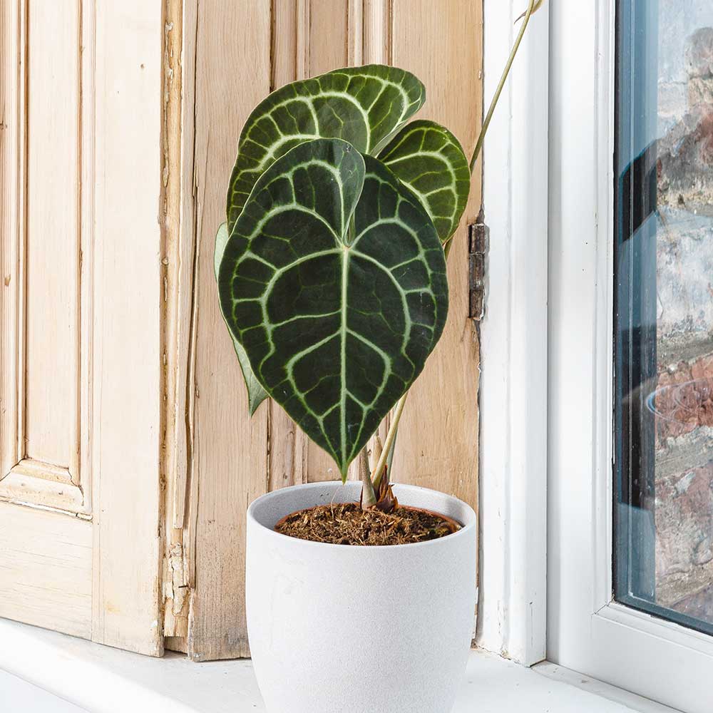 30 - 40cm Anthurium Clarinervium Giant Laceleaf 14cm Pot House Plants
