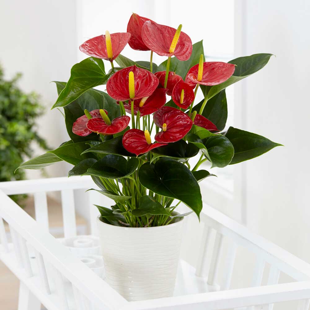 30 - 40cm Anthurium Red Flower 13cm Pot House Plants
