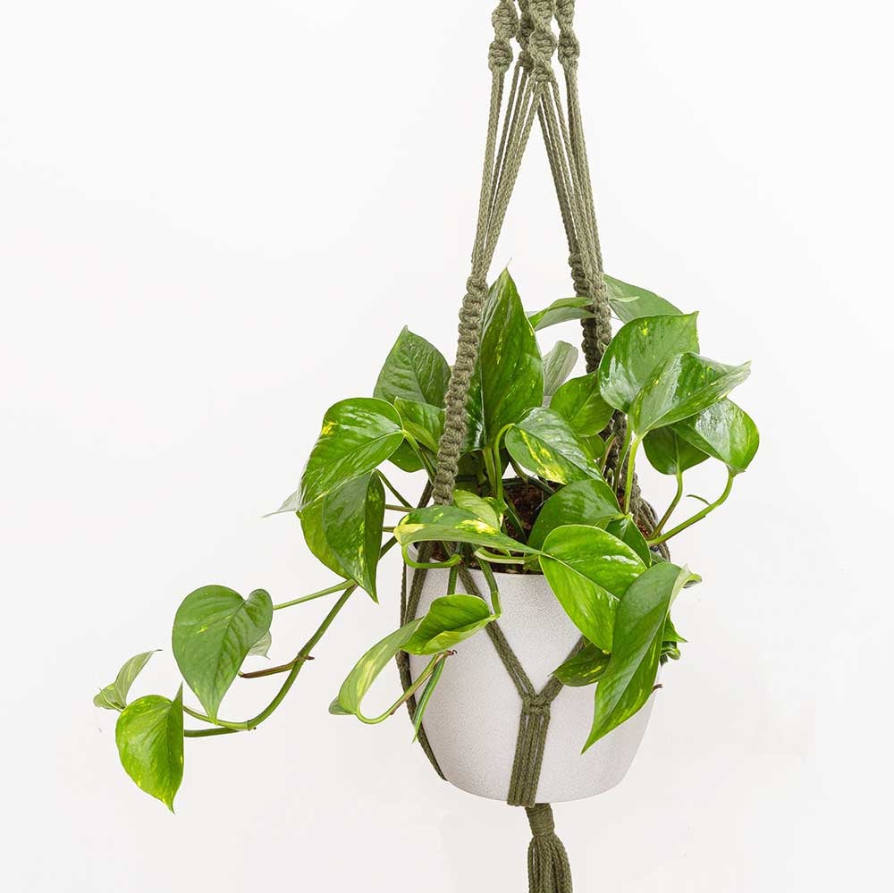 30 - 40cm Aureum Pothos in Hanging Pot Epipremnum 15cm Pot House Plants