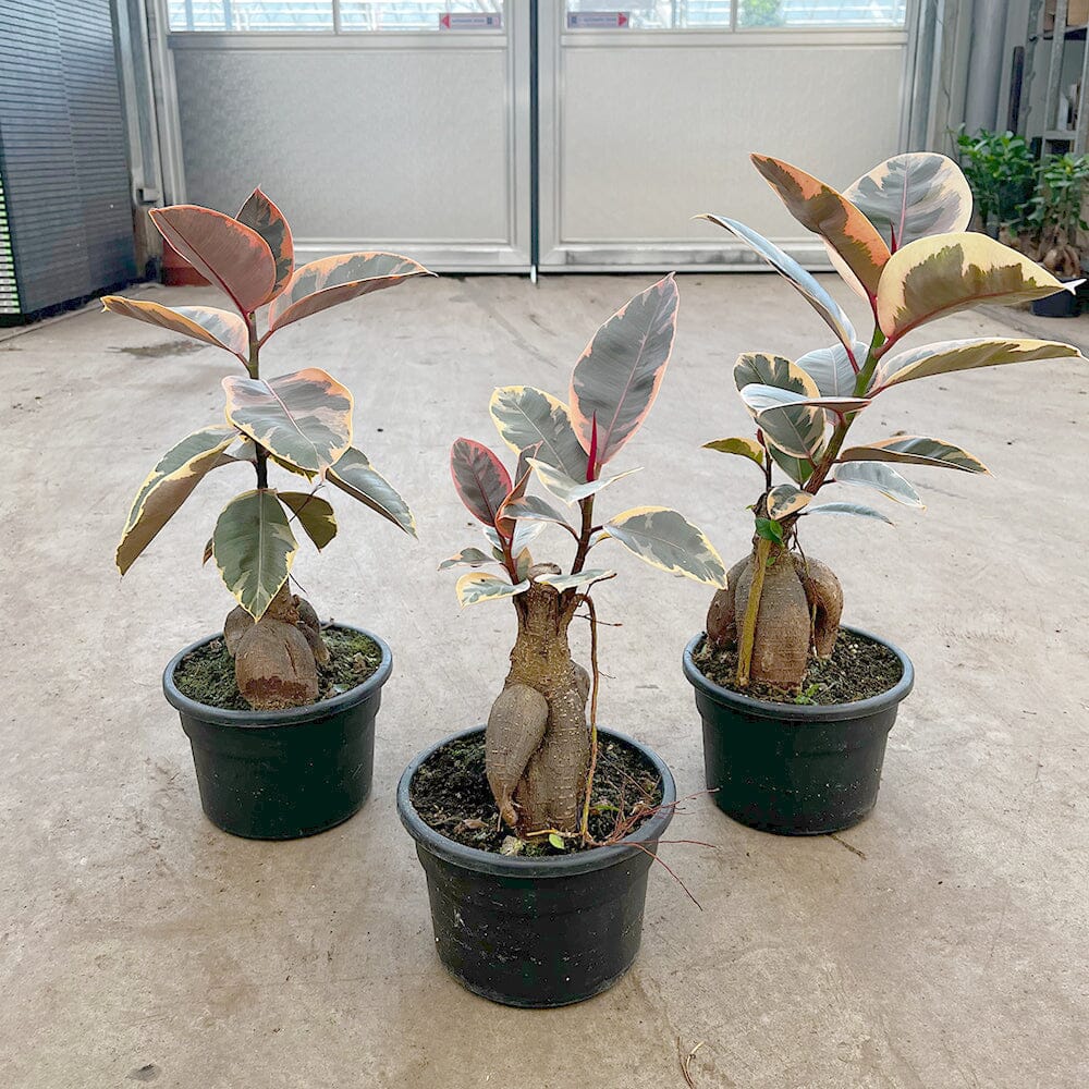 30 - 40cm Ficus Belize Grafted Ginseng 17cm Pot House Plant House Plant