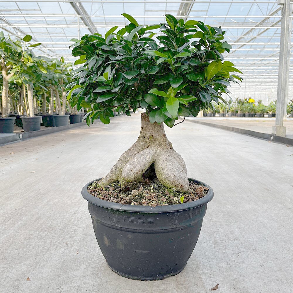 30 - 40cm Ficus Ginseng (5 Years Old) 23cm Pot Rubber House Plant House Plant