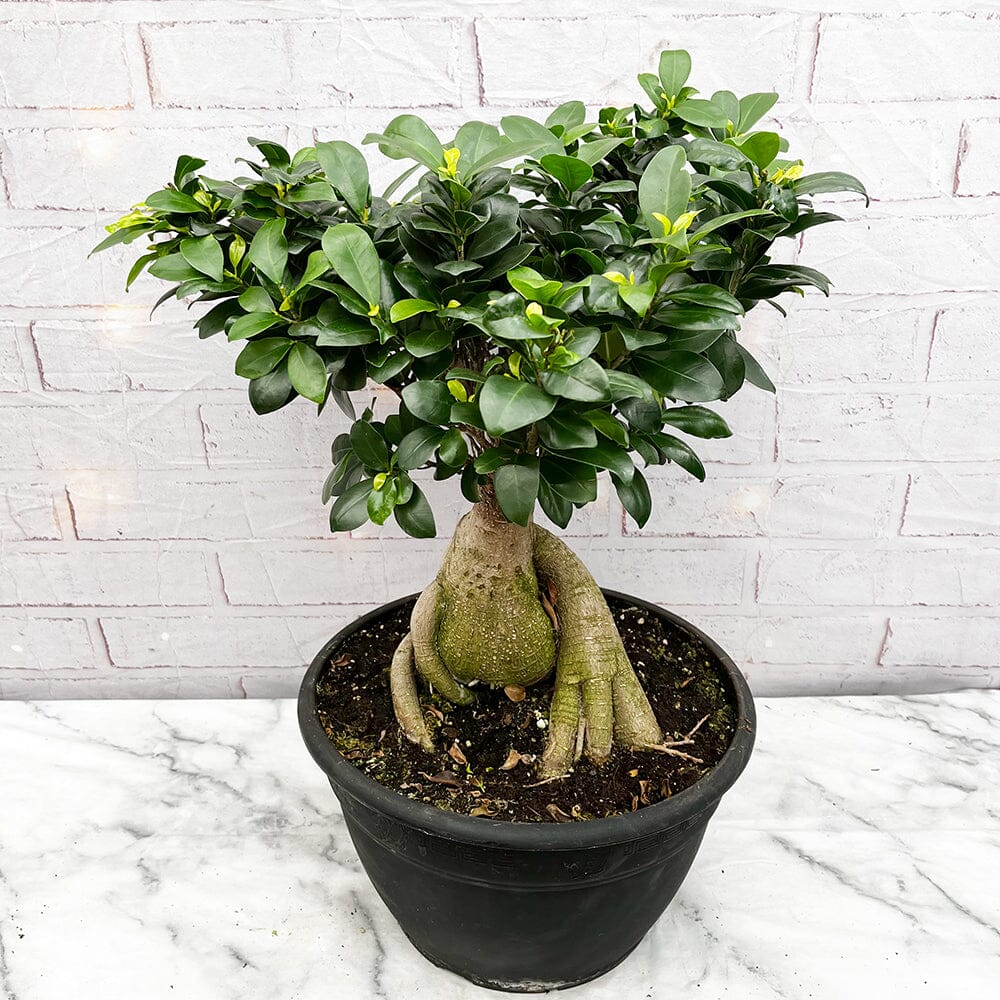 30 - 40cm Ficus Ginseng XXL (5 Years Old) 30cm Pot Rubber House Plant House Plant