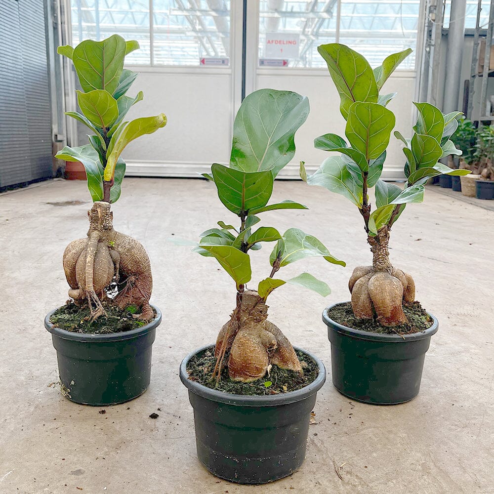 30 - 40cm Ficus Lyrata Grafted Ginseng 17cm Pot House Plant House Plant