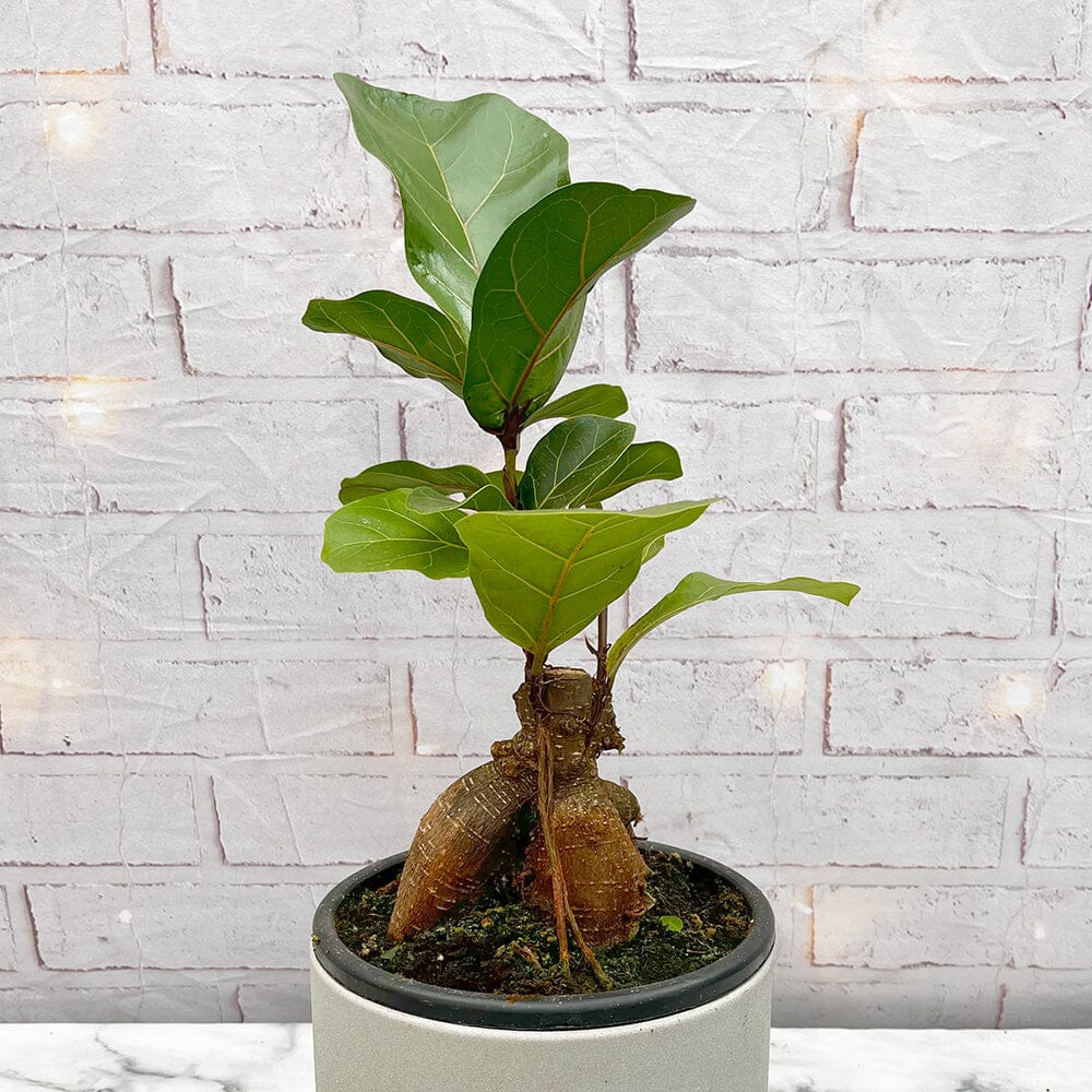 30 - 40cm Ficus Lyrata Grafted Ginseng 19cm Pot House Plant House Plant