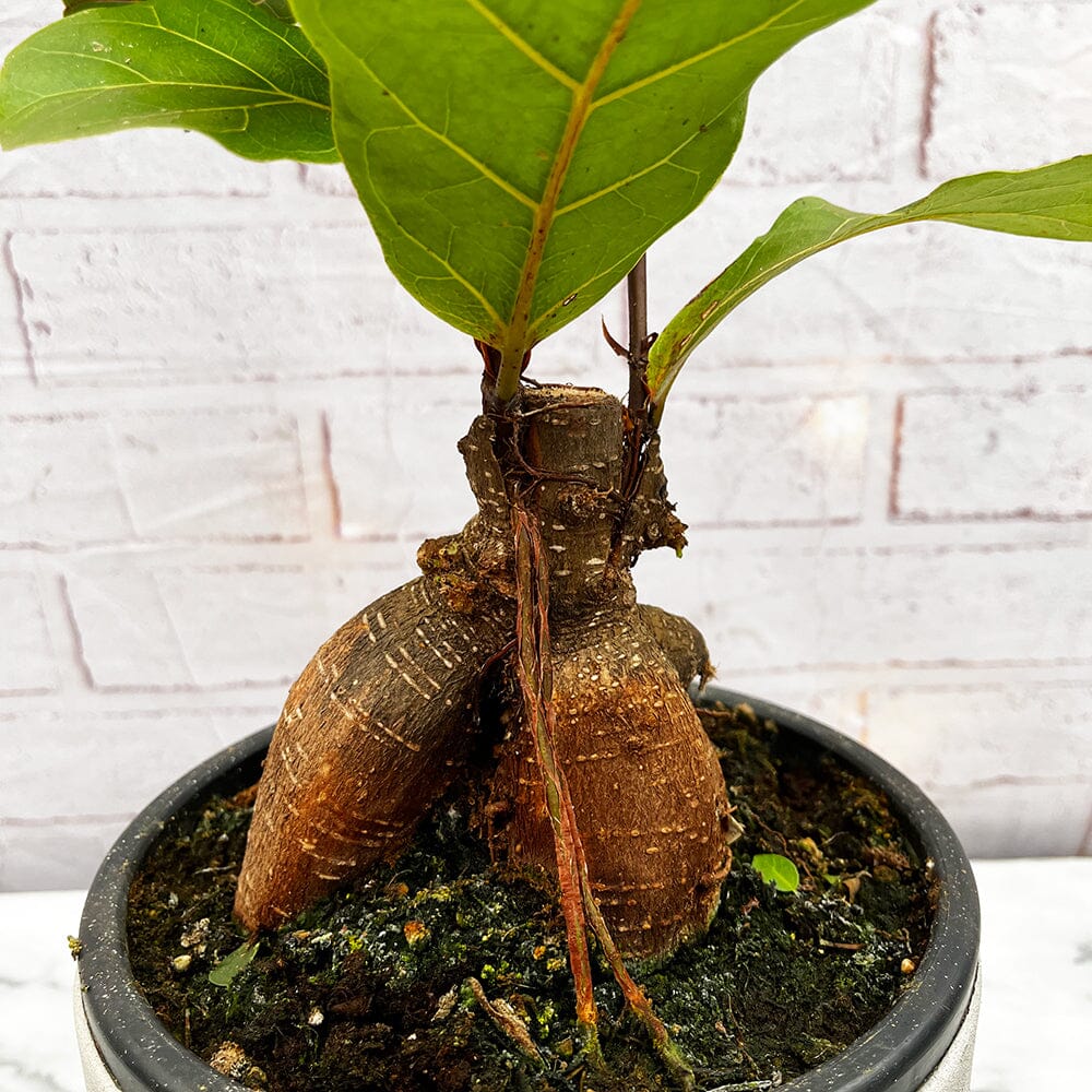30 - 40cm Ficus Lyrata Grafted Ginseng 19cm Pot House Plant House Plant
